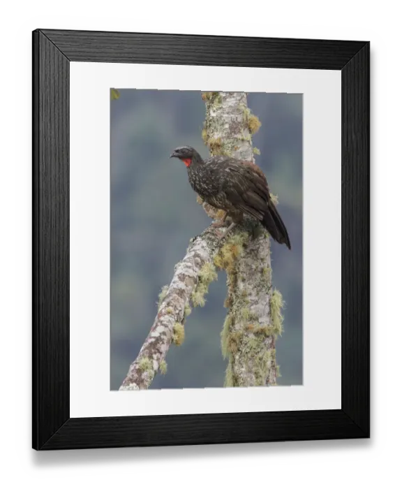 Framed Print : Dusky-legged Guan (Penelope obscura) perched on a branch, Atlantic rainforest, Brazil Framed Print : Dusky-legged Guan (Penelope obscura) perched on a branch, Atlantic rainforest, Brazil