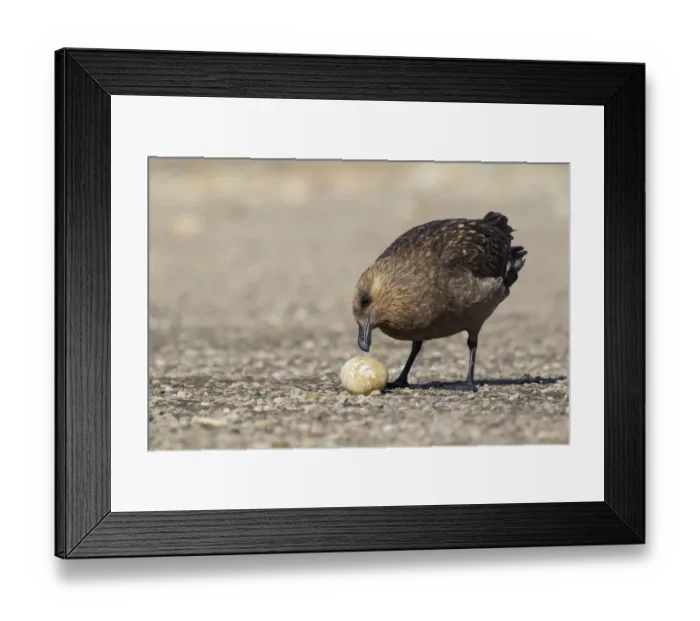 Framed Print : Brown Skua (Stercorarius antarcticus lonnbergi) scavenge for food near a penguin colony