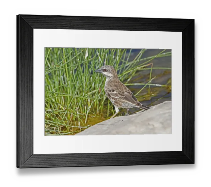 Framed Print : Donaldson Smiths Sparrow-Weaver (Plocepasser donaldsoni), Samburu, Kenya Framed Print : Donaldson Smiths Sparrow-Weaver (Plocepasser donaldsoni), Samburu, Kenya