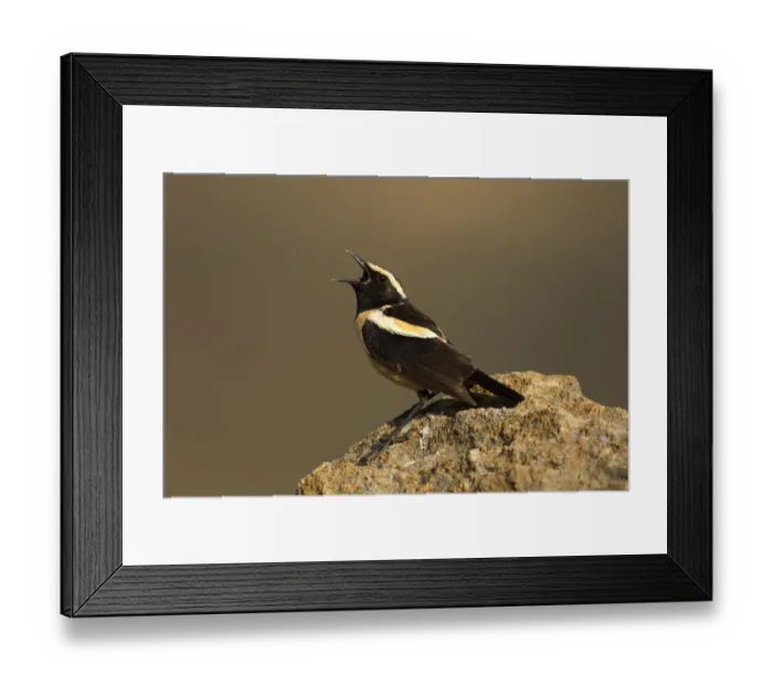 Framed Print : Buff-streaked Chat (Campicoloides bifasciatus) male singing from rock, Kwazulu-Natal Framed Print : Buff-streaked Chat (Campicoloides bifasciatus) male singing from rock, Kwazulu-Natal