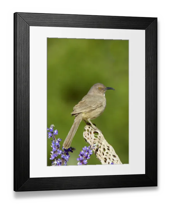 Framed Print : Curve-billed Thrasher (Toxostoma curvirostre), Arizona, USA Framed Print : Curve-billed Thrasher (Toxostoma curvirostre), Arizona, USA