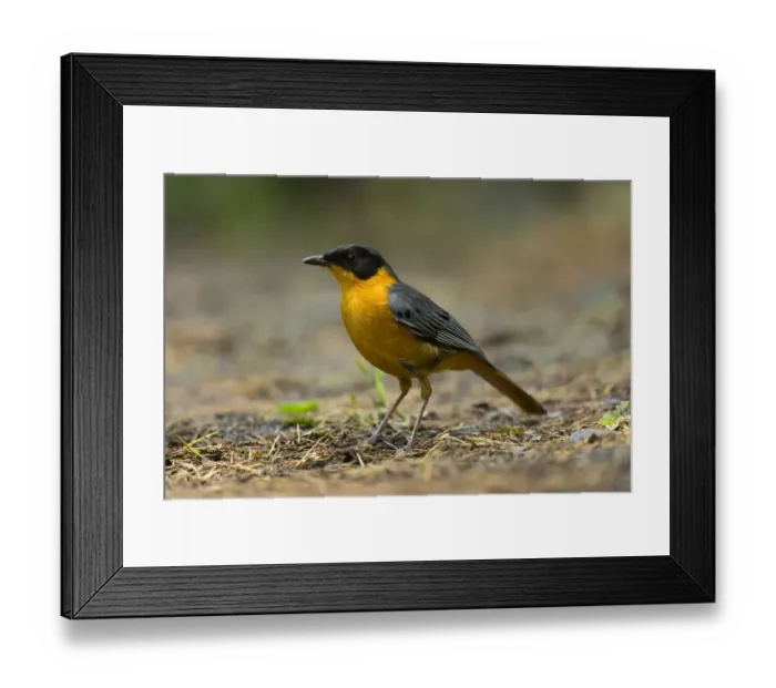 Framed Print : Chorister Robin-Chat (Cossypha dichroa), Kwazulu-Natal, South Africa Framed Print : Chorister Robin-Chat (Cossypha dichroa), Kwazulu-Natal, South Africa