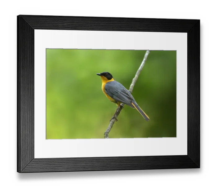 Framed Print : Chorister Robin-Chat (Cossypha dichroa), Kwazulu-Natal, South Africa Framed Print : Chorister Robin-Chat (Cossypha dichroa), Kwazulu-Natal, South Africa