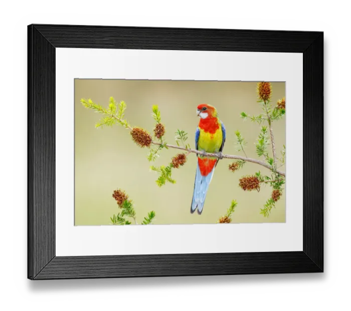 Framed Print : Eastern Rosella (Platycercus eximius) female, Victoria, Australia Framed Print : Eastern Rosella (Platycercus eximius) female, Victoria, Australia