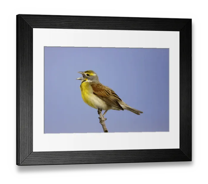 Framed Print : Dickcissel (Spiza americana) male singing, Missouri, USA Framed Print : Dickcissel (Spiza americana) male singing, Missouri, USA