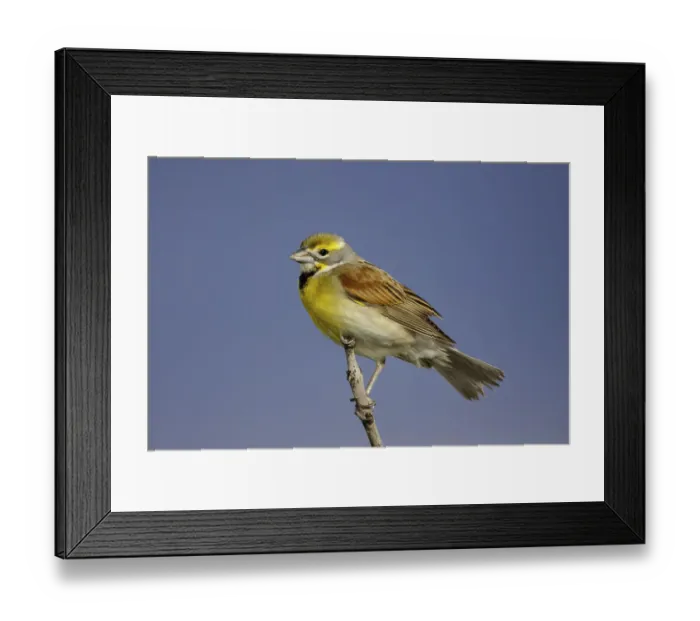 Framed Print : Dickcissel (Spiza americana) male, Missouri, USA Framed Print : Dickcissel (Spiza americana) male, Missouri, USA