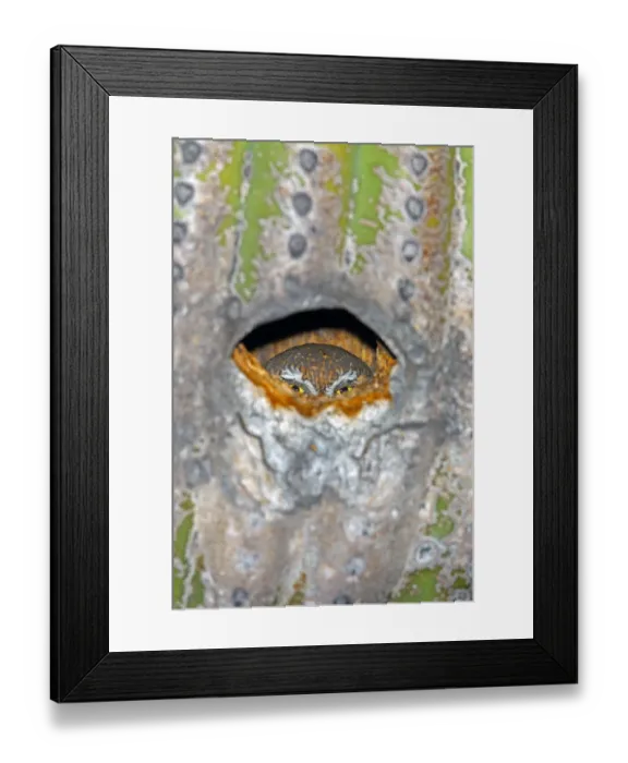 Framed Print : Elf Owl (Micrathene whitneyi) peering from nest hole in Saguaro cactus (Carnegiea gigantea) Framed Print : Elf Owl (Micrathene whitneyi) peering from nest hole in Saguaro cactus (Carnegiea gigantea)
