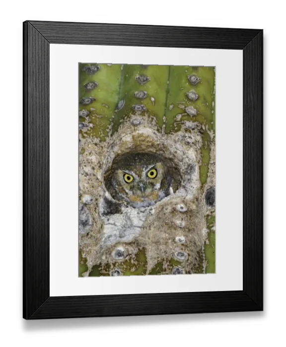 Framed Print : Elf Owl (Micrathene whitneyi) peering from nest hole in Saguaro cactus (Carnegiea gigantea) Framed Print : Elf Owl (Micrathene whitneyi) peering from nest hole in Saguaro cactus (Carnegiea gigantea)
