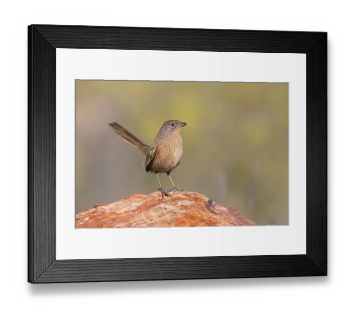 Framed Print : Dusky Grasswren (Amytornis purnelli) female, Northern Territory, Australia Framed Print : Dusky Grasswren (Amytornis purnelli) female, Northern Territory, Australia