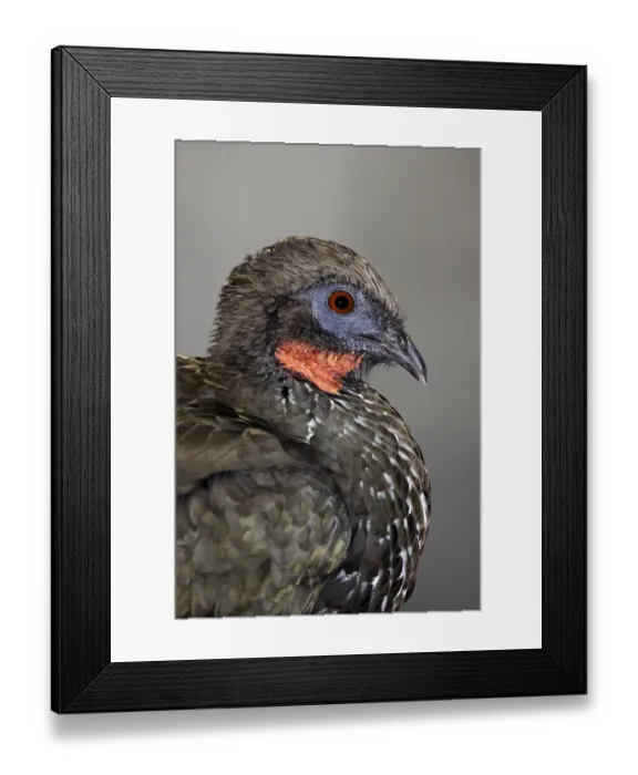 Framed Print : Crested Guan (Penelope purpurascens), Puntarenas, Costa Rica Framed Print : Crested Guan (Penelope purpurascens), Puntarenas, Costa Rica
