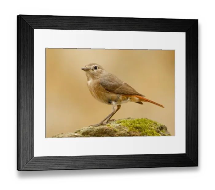Framed Print : Common Redstart (Phoenicurus phoenicurus) female, Asturias, Spain Framed Print : Common Redstart (Phoenicurus phoenicurus) female, Asturias, Spain