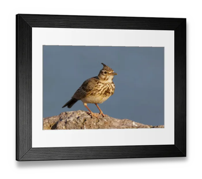 Framed Print : Crested Lark (Galerida cristata), Greece Framed Print : Crested Lark (Galerida cristata), Greece