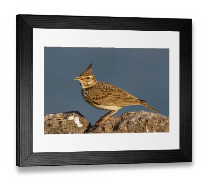 Framed Print : Crested Lark (Galerida cristata) singing, Greece Framed Print : Crested Lark (Galerida cristata) singing, Greece