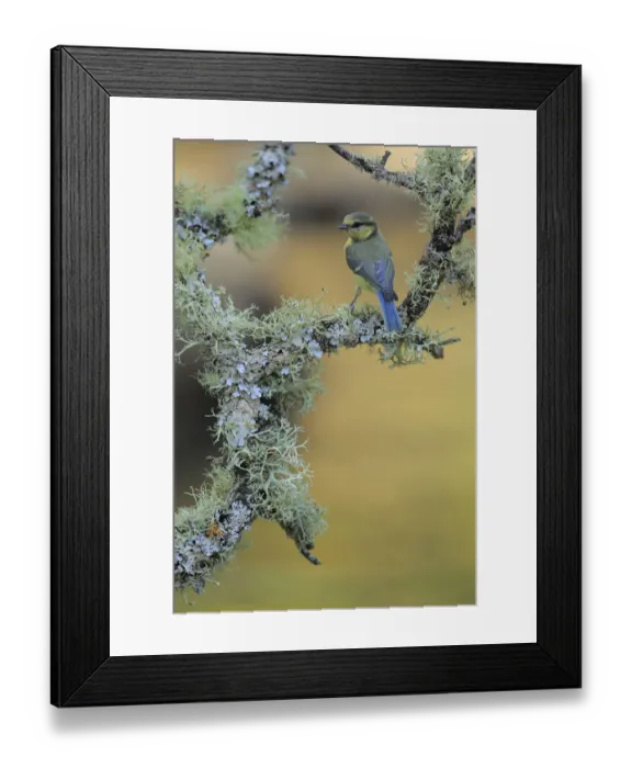 Framed Print : Eurasian Blue Tit (Cyanistes caeruleus) juvenile, Andalusia, Spain Framed Print : Eurasian Blue Tit (Cyanistes caeruleus) juvenile, Andalusia, Spain