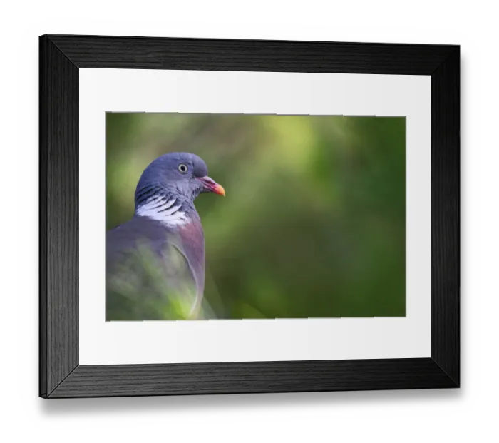Framed Print : Common Wood Pigeon (Columba palumbus), Mallorca, Spain Framed Print : Common Wood Pigeon (Columba palumbus), Mallorca, Spain