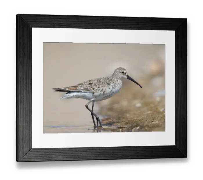 Framed Print : Curlew Sandpiper (Calidris ferruginea), Bulgarien Framed Print : Curlew Sandpiper (Calidris ferruginea), Bulgarien