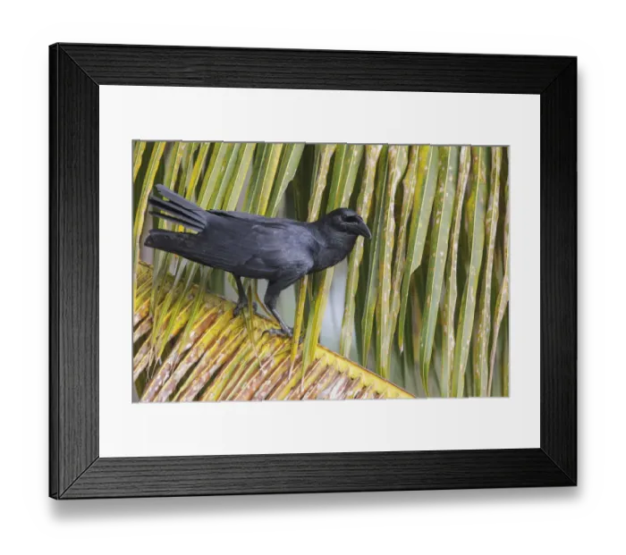 Framed Print : KubakraAzAaAhe (Corvus nasicus), Cuba Framed Print : KubakraAzAaAhe (Corvus nasicus), Cuba