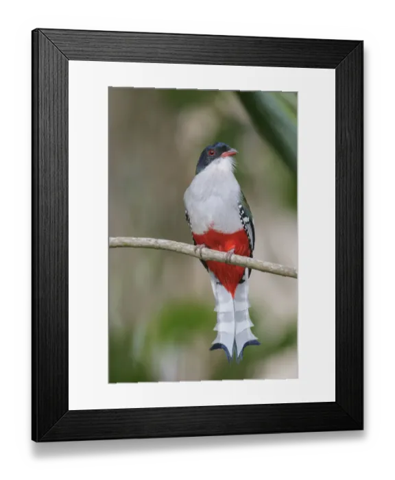 Framed Print : Cuban Trogon (Priotelus temnurus), Cuba Framed Print : Cuban Trogon (Priotelus temnurus), Cuba