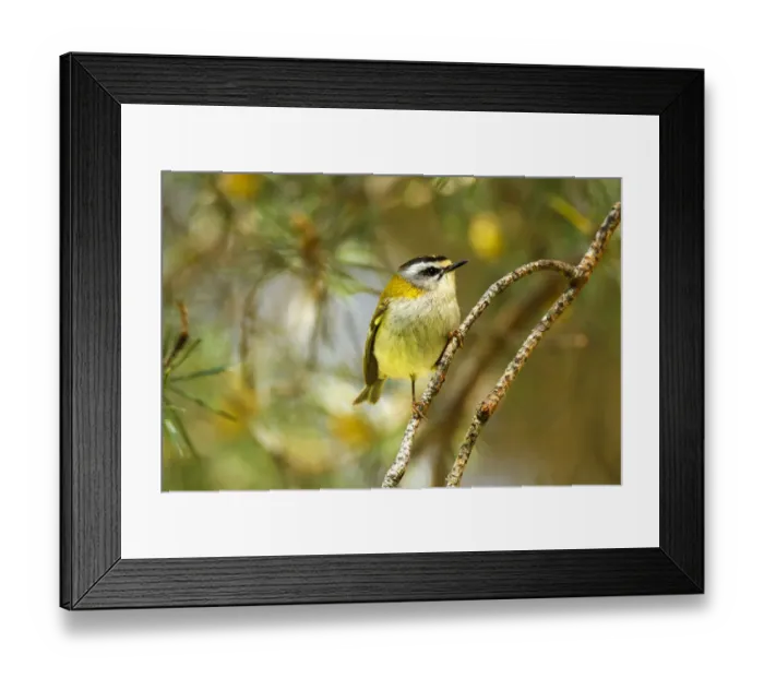 Framed Print : Common Firecrest (Regulus ignicapilla), Avila, Spain Framed Print : Common Firecrest (Regulus ignicapilla), Avila, Spain