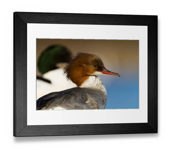 Framed Print : Common Merganser (Mergus merganser) female, Bavaria, Germany Framed Print : Common Merganser (Mergus merganser) female, Bavaria, Germany