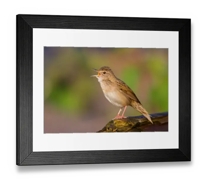Framed Print : Common Grasshopper Warbler (Locustella naevia) singing, Germany Framed Print : Common Grasshopper Warbler (Locustella naevia) singing, Germany