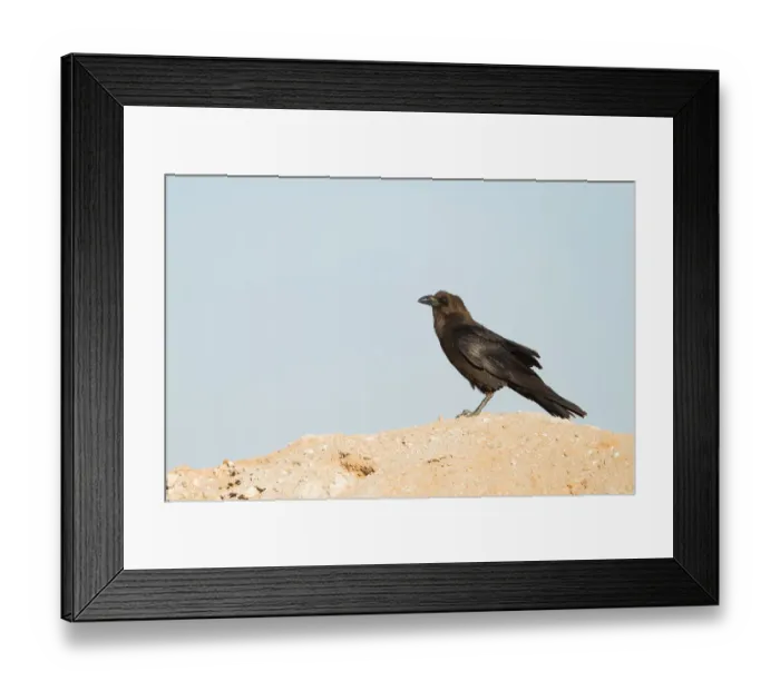 Framed Print : Brown-necked Raven (Corvus ruficollis), Oman Framed Print : Brown-necked Raven (Corvus ruficollis), Oman