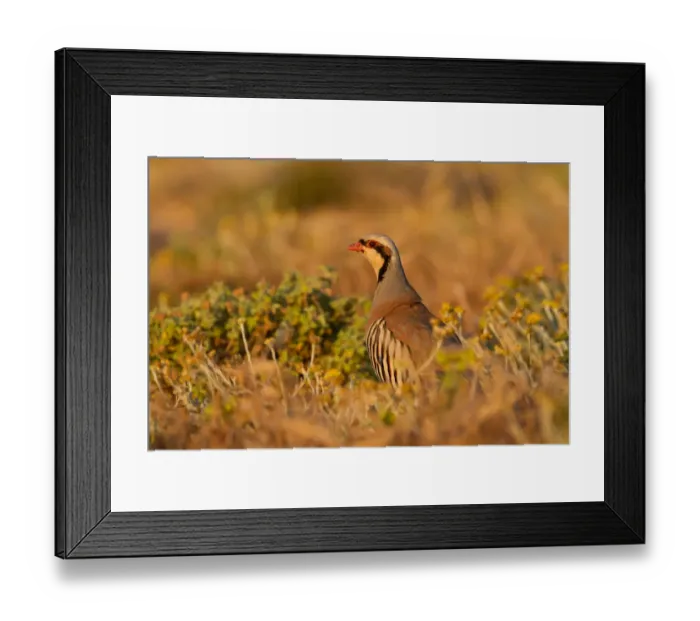 Framed Print : Chukar Partridge (Alectoris chukar), Cyprus Framed Print : Chukar Partridge (Alectoris chukar), Cyprus