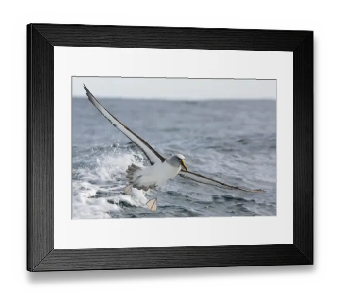 Framed Print : Bullers Albatross (Thalassarche bulleri) flying, Victoria, Australia Framed Print : Bullers Albatross (Thalassarche bulleri) flying, Victoria, Australia