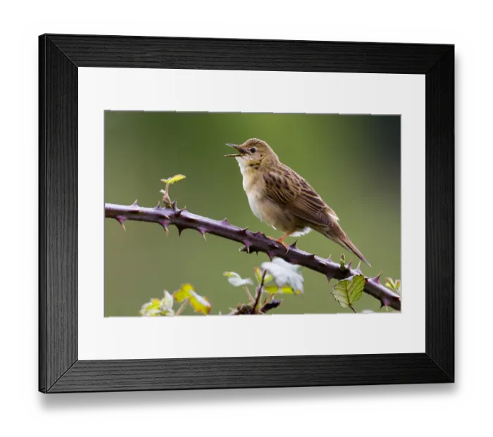 Framed Print : Common Grasshopper Warbler (Locustella naevia) singing, Asturias, Spain Framed Print : Common Grasshopper Warbler (Locustella naevia) singing, Asturias, Spain