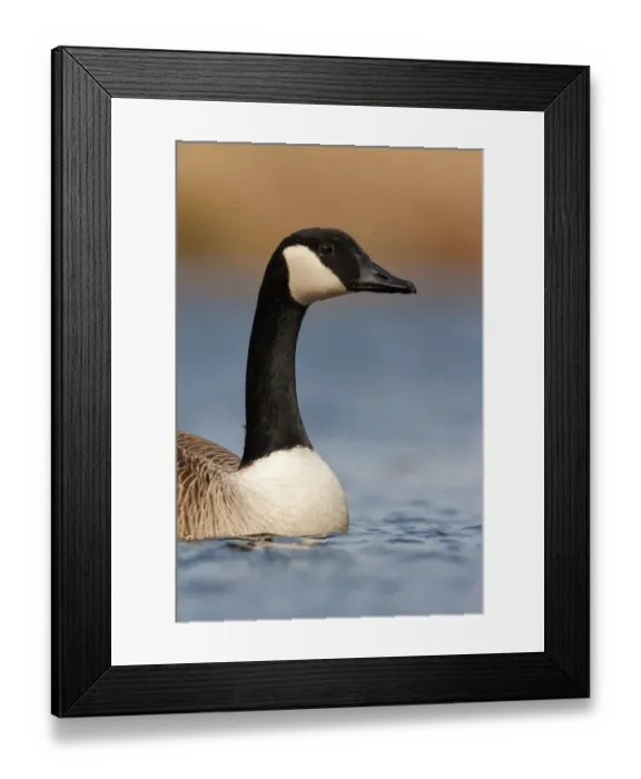 Framed Print : Canada Goose (Branta canadensis), Utrecht, The Netherlands Framed Print : Canada Goose (Branta canadensis), Utrecht, The Netherlands
