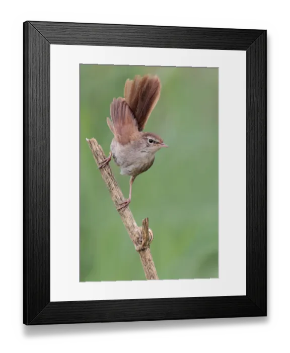 Framed Print : Cettis Warbler (Cettia cetti), Catalonia, Spain