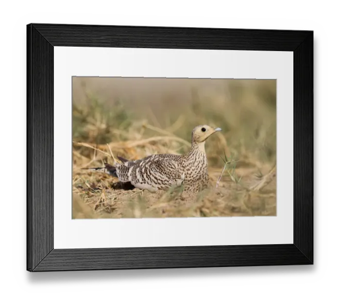 Framed Print : Chestnut-bellied Sandgrouse (Pterocles exustus) female, Oman Framed Print : Chestnut-bellied Sandgrouse (Pterocles exustus) female, Oman