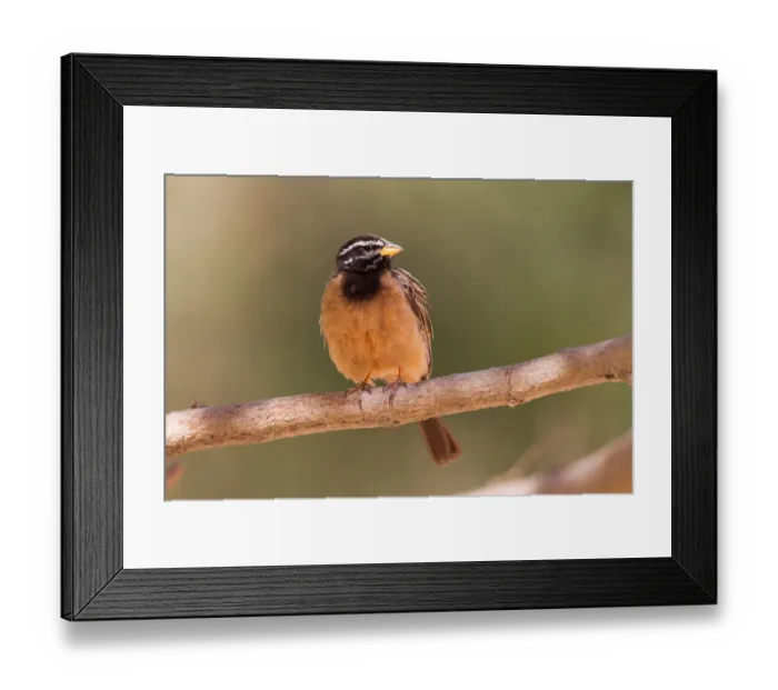 Framed Print : Cinnamon-breasted Bunting (Emberiza tahapisi), Oman
