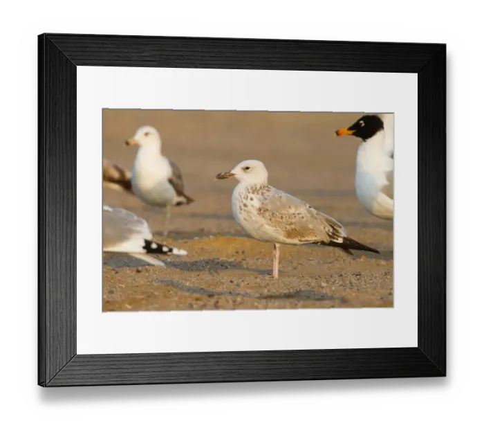 Framed Print : Caspian Gull (Larus cachinnans), Oman Framed Print : Caspian Gull (Larus cachinnans), Oman