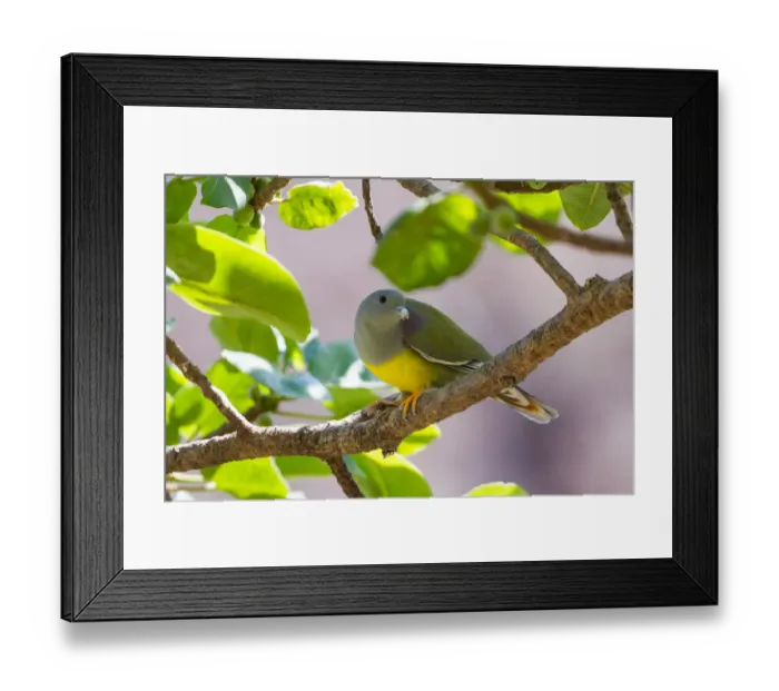 Framed Print : Bruces Green Pigeon (Treron waalia), Oman Framed Print : Bruces Green Pigeon (Treron waalia), Oman