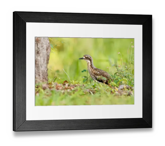 Framed Print : Bush Stone-curlew (Burhinus grallarius), Queensland, Australia Framed Print : Bush Stone-curlew (Burhinus grallarius), Queensland, Australia
