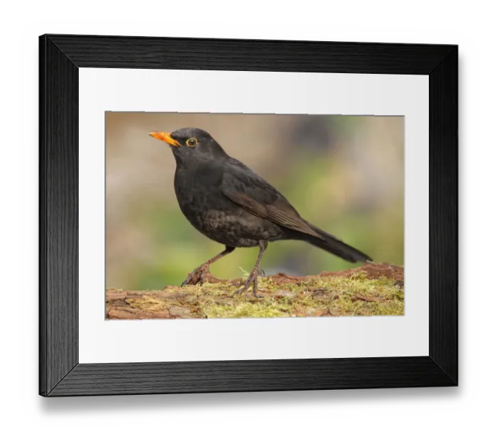 Framed Print : Common Blackbird (Turdus merula) male, Zurich, Switzerland Framed Print : Common Blackbird (Turdus merula) male, Zurich, Switzerland