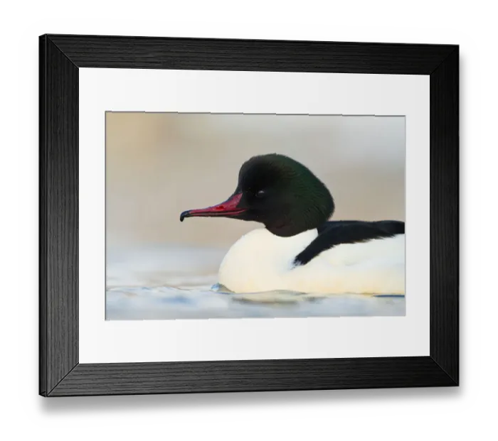 Framed Print : Common Merganser (Mergus merganser) male, Switzerland Framed Print : Common Merganser (Mergus merganser) male, Switzerland