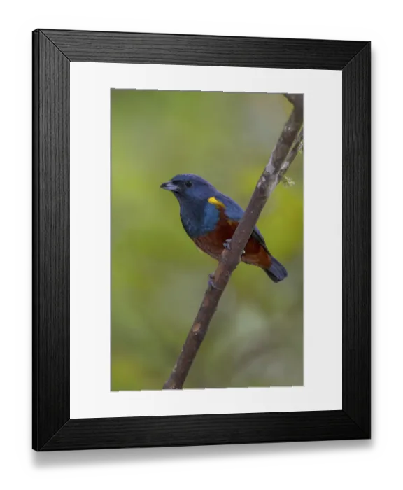 Framed Print : Chestnut-bellied Euphonia (Euphonia pectoralis), Atlantic rainforest, Brazil Framed Print : Chestnut-bellied Euphonia (Euphonia pectoralis), Atlantic rainforest, Brazil