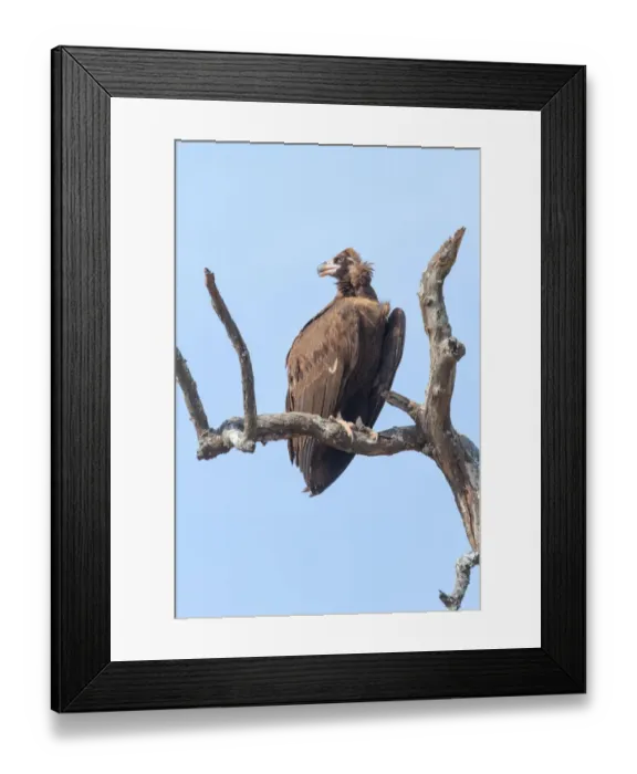 Framed Print : Cinereous Vulture (Aegypius monachus), Uttarakhand, India