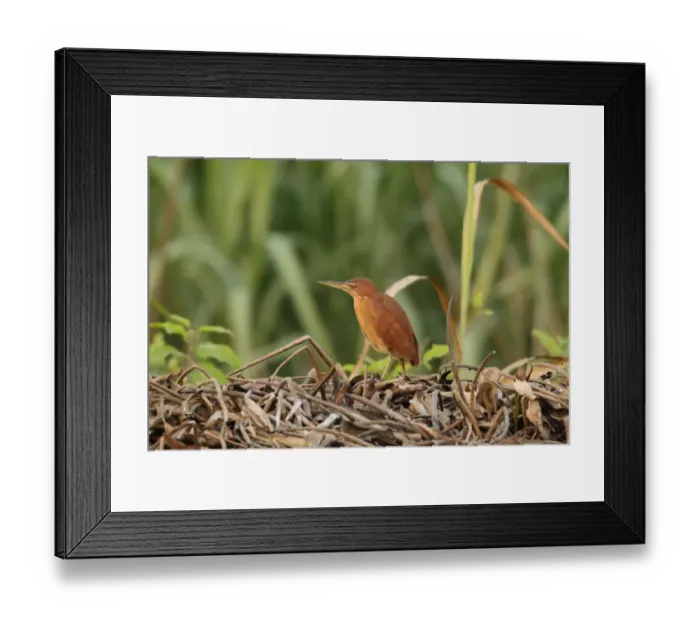 Framed Print : Cinnamon Bittern (Ixobrychus cinnamomeus), Bueng Boraphet, Thailand Framed Print : Cinnamon Bittern (Ixobrychus cinnamomeus), Bueng Boraphet, Thailand