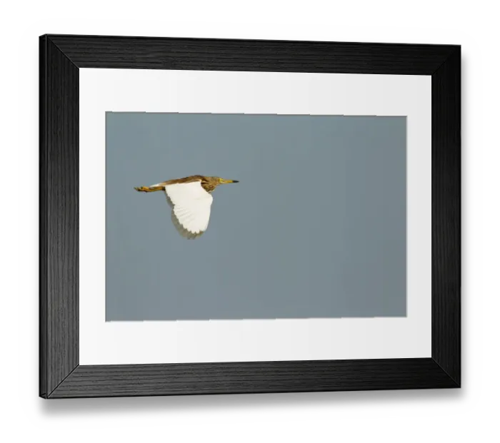 Framed Print : Chinese Pond Heron (Ardeola bacchus) flying, Bueng Boraphet, Thailand Framed Print : Chinese Pond Heron (Ardeola bacchus) flying, Bueng Boraphet, Thailand