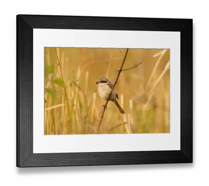 Framed Print : Brown Shrike (Lanius cristatus), Khao Yai, Thailand Framed Print : Brown Shrike (Lanius cristatus), Khao Yai, Thailand