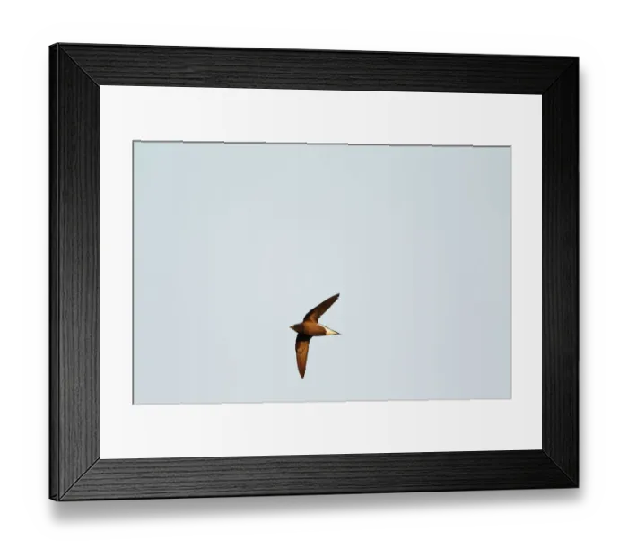 Framed Print : Brown-backed Needletail (Hirundapus giganteus), Khao Yai, Thailand Framed Print : Brown-backed Needletail (Hirundapus giganteus), Khao Yai, Thailand
