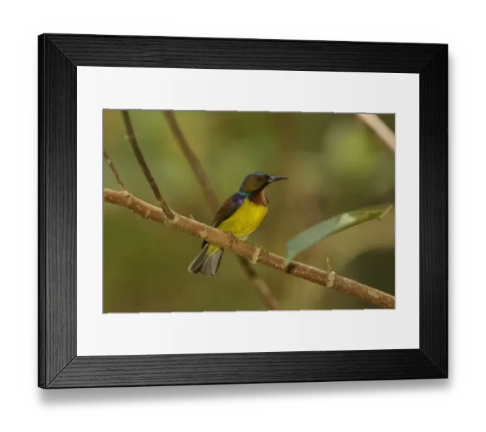Framed Print : Brown-throated Sunbird (Anthreptes malacensis) male, Singapore Framed Print : Brown-throated Sunbird (Anthreptes malacensis) male, Singapore