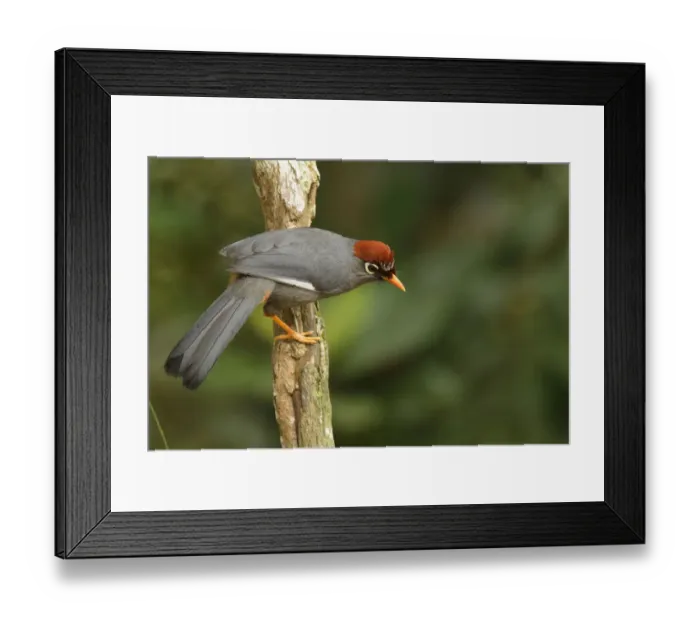 Framed Print : Chestnut-capped Laughingthrush (Garrulax mitratus), Frasers Hill, Malaysia Framed Print : Chestnut-capped Laughingthrush (Garrulax mitratus), Frasers Hill, Malaysia