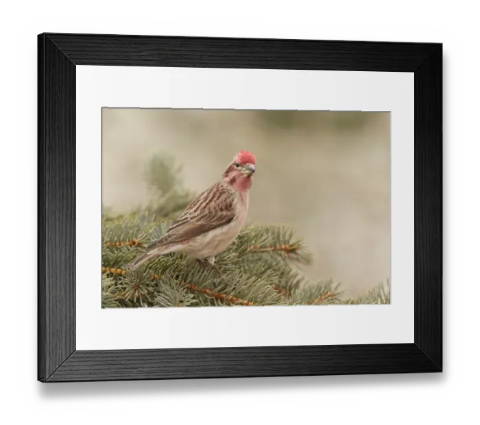 Framed Print : Cassins Finch (Haemorhous cassinii) male, California, USA Framed Print : Cassins Finch (Haemorhous cassinii) male, California, USA