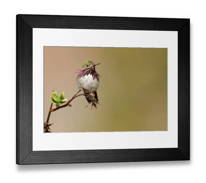 Framed Print : Calliope Hummingbird (Selasphorus calliope) male, California, USA Framed Print : Calliope Hummingbird (Selasphorus calliope) male, California, USA