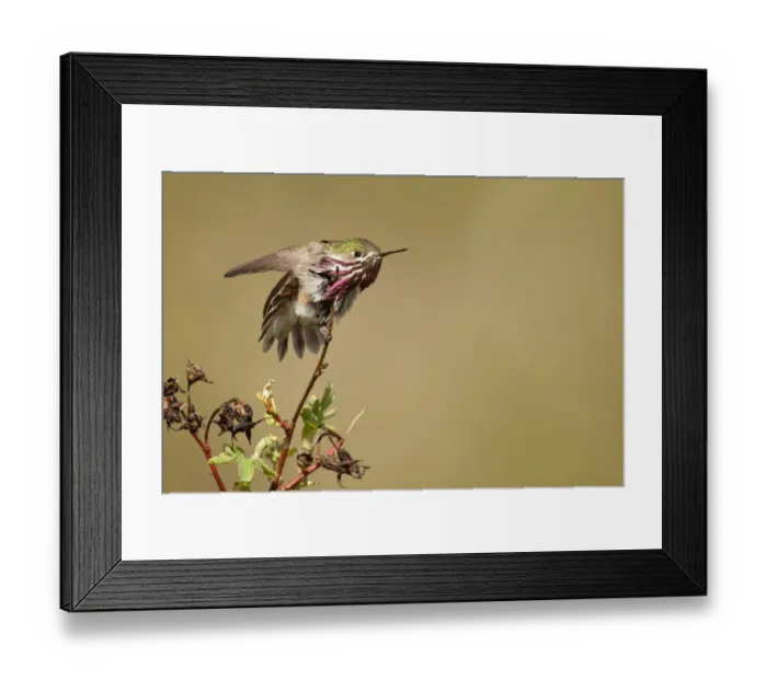 Framed Print : Calliope Hummingbird (Selasphorus calliope) male, California, USA Framed Print : Calliope Hummingbird (Selasphorus calliope) male, California, USA