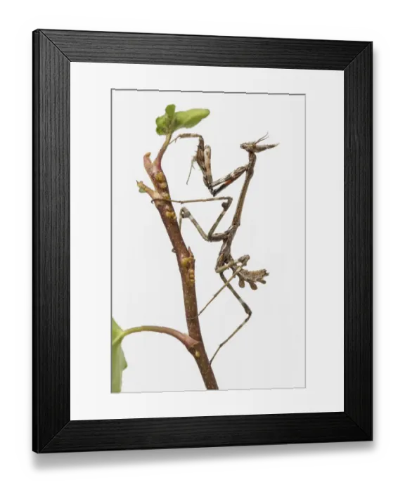 Framed Print : Conehead Mantis (Empusa pennata) nymph in front of white background, Galicia, Spain Framed Print : Conehead Mantis (Empusa pennata) nymph in front of white background, Galicia, Spain